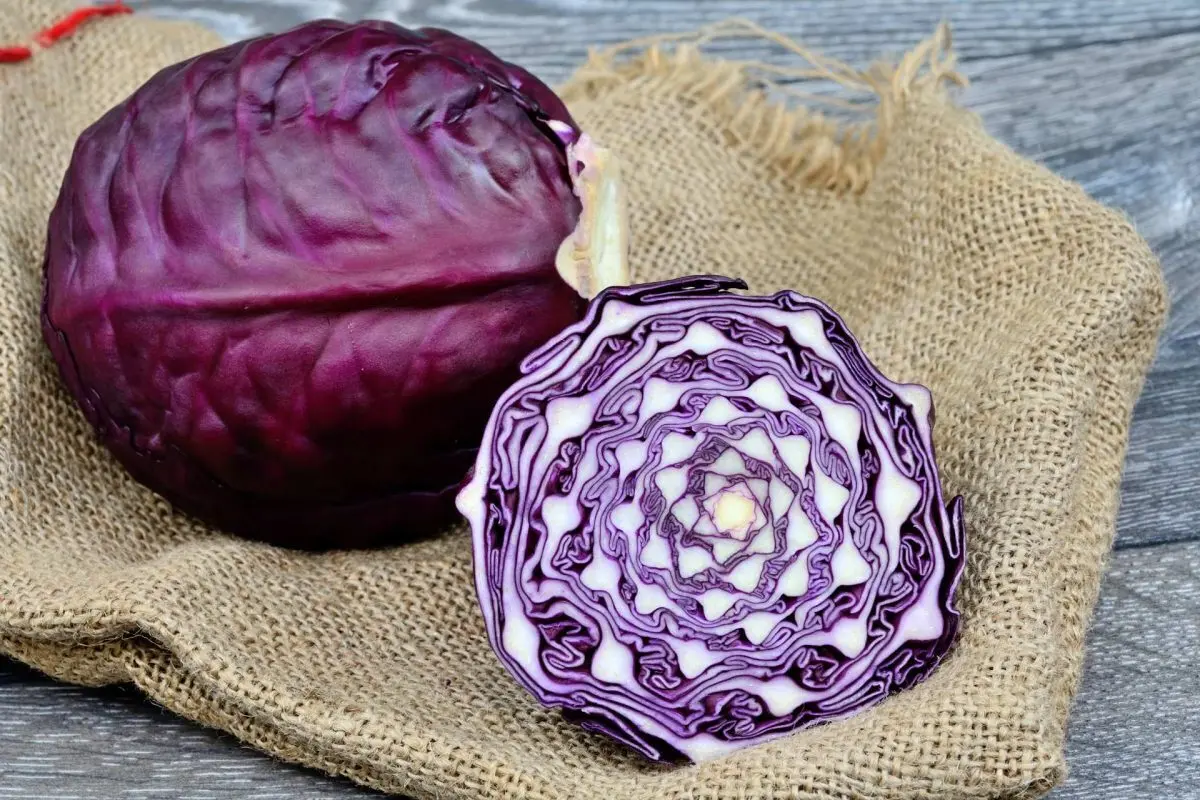  Red cabbage (2)