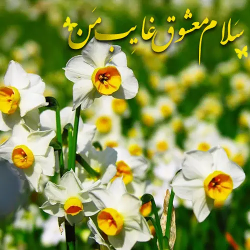 عکس نوشته ولادت امام زمان (1)