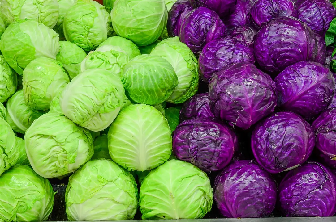 cabbage (1)