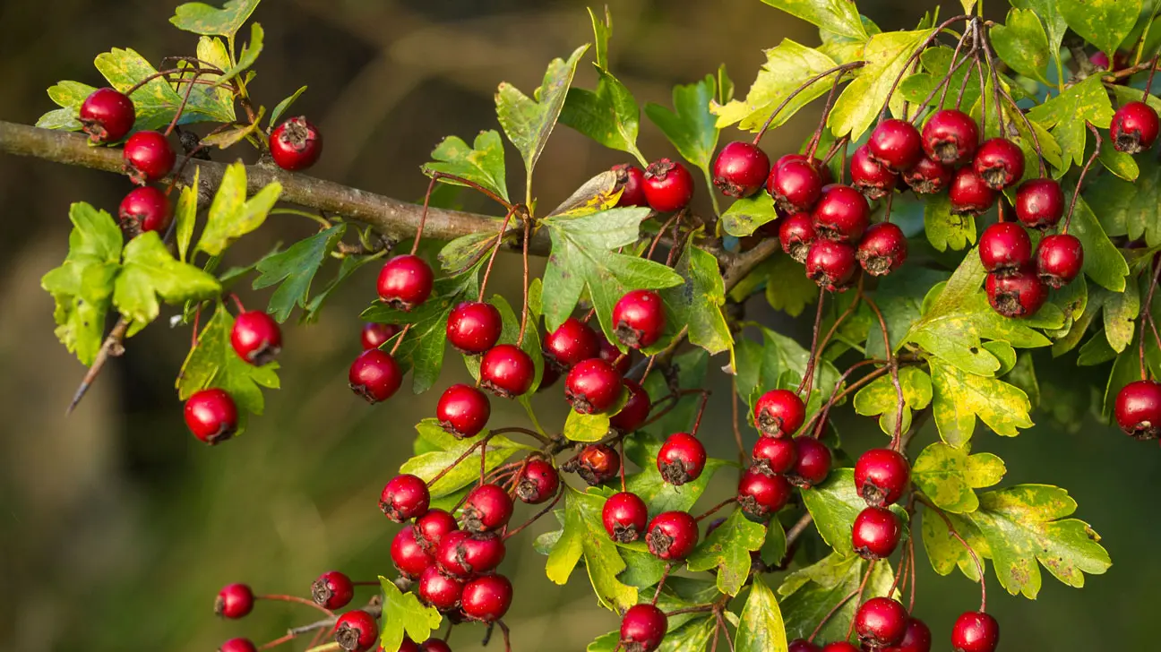 hawthorn (2)