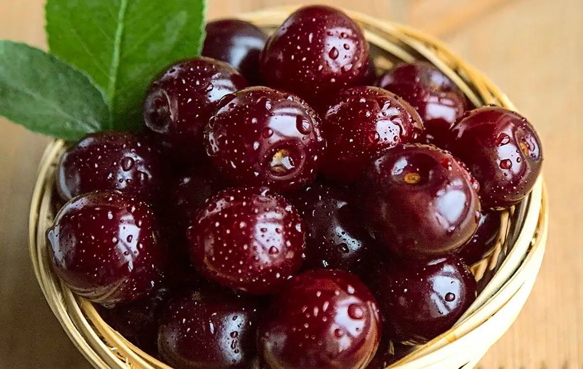 آلبالو (2)