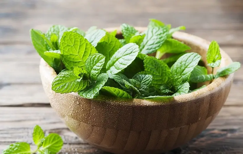 mint (1)