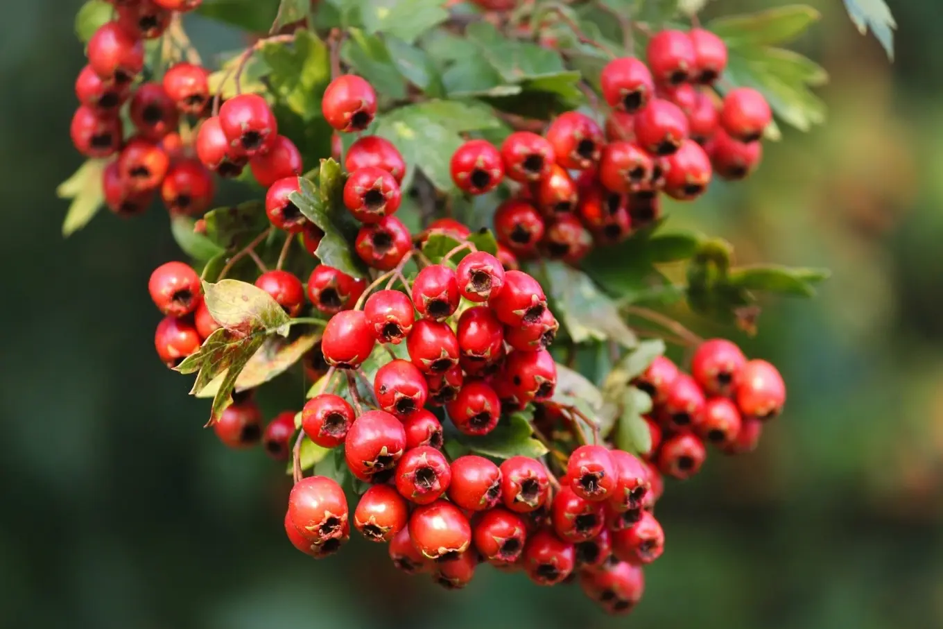 hawthorn (1)
