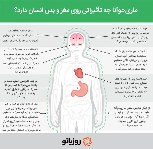 ماری‌جوآنا چه تاثیراتی روی مغز و بدن انسان دارد؟+ اینفوگرافی