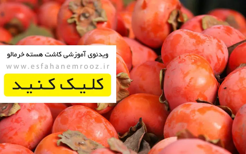 %%alt%%