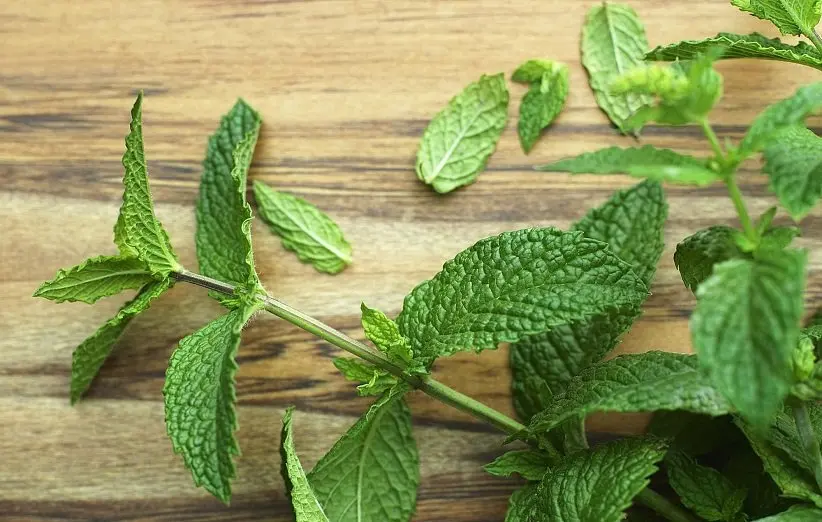mint (3)