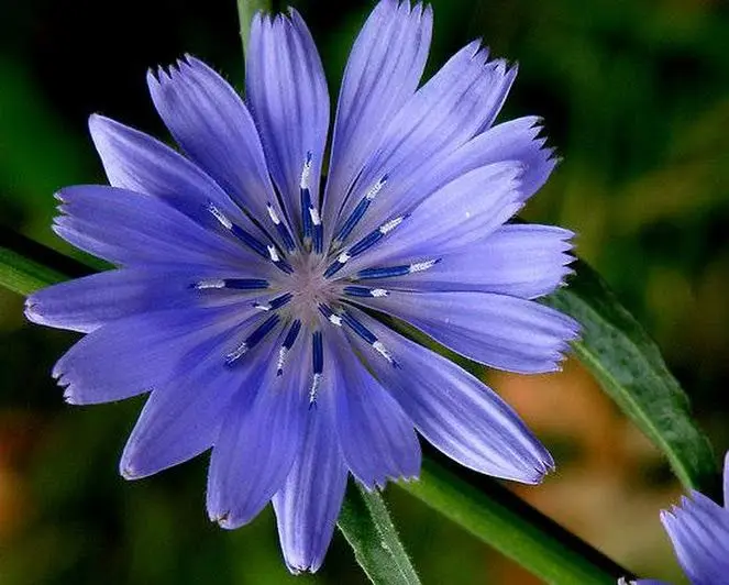 کاسنی کاسنی