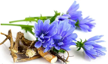 عرق کاسنی عرق کاسنی