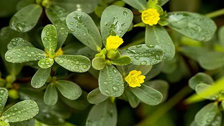 شرایط نگهداری و کاشت خرفه،بهترین روش کاشت خرفه کاشت و تکثیر خرفه,راهنمای کاشت خرفه