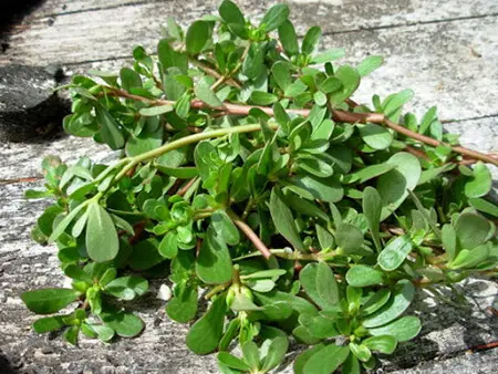 کاشت و تکثیر خرفه،راهنمای کاشت خرفه شرایط نگهداری و کاشت خرفه, بهترین روش کاشت خرفه
