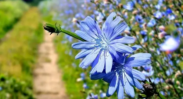 گیاه کاسنی، از کاشت در منزل تا خواص و مضرات آن در طب سنتی/آماده انتشار