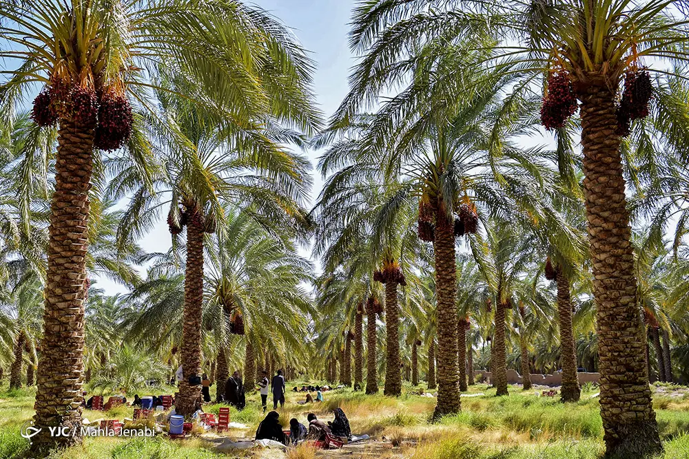 نخلستانی در جنوب نخلستانی در جنوب