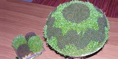 کاشت سبزه ی توپی,آموزش کاشت سبزه ی توپی