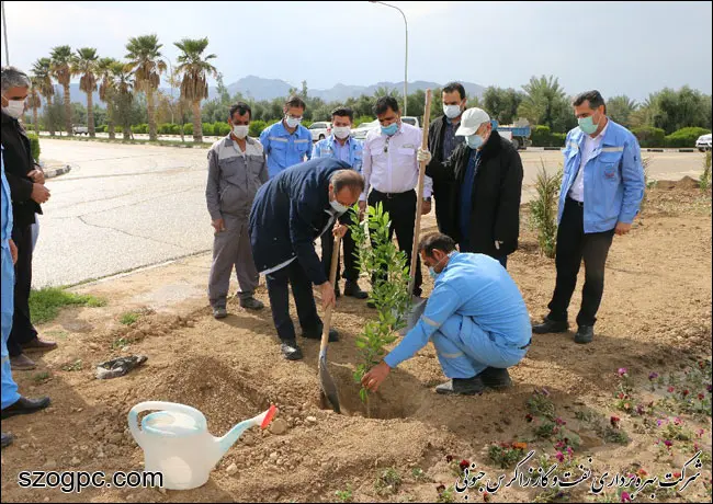 کارکنان زاگرس جنوبی با کاشت ۱۰۰۰ اصله نهال در روز درختکاری 8