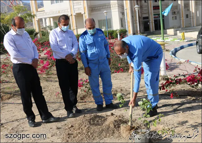 کارکنان زاگرس جنوبی با کاشت ۱۰۰۰ اصله نهال در روز درختکاری 13