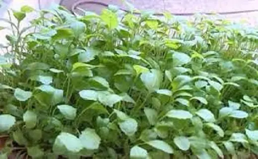 آیا شاهی سرفه را درمان میکند؟ آیا شاهی سرفه را درمان میکند؟