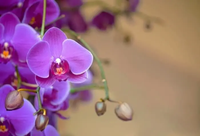 روش پرورش گل ارکیده