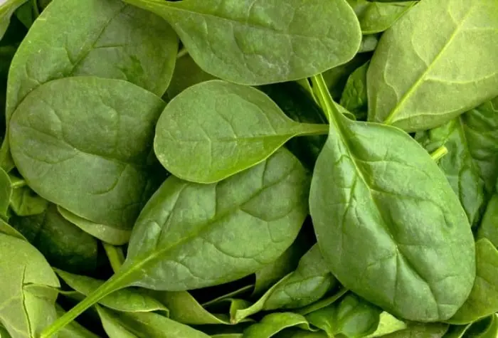 پرورش گیاه اسفناج گیاه اسفناج