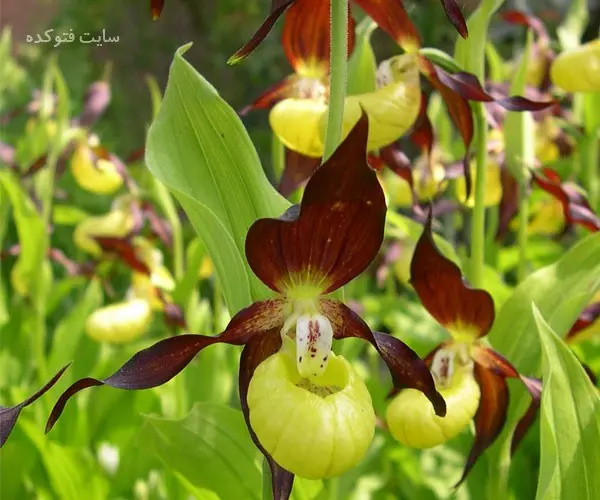ارکیده سیپریدیوم