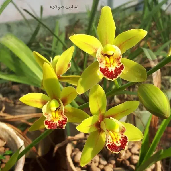 نحوه آبیاری گل ارکیده