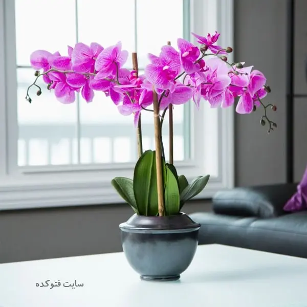 خاک مناسب ارکیده