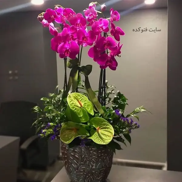 روش نگهداری گل ارکیده