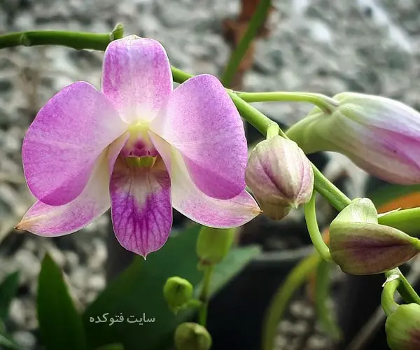 ارکیده دندروبیوم