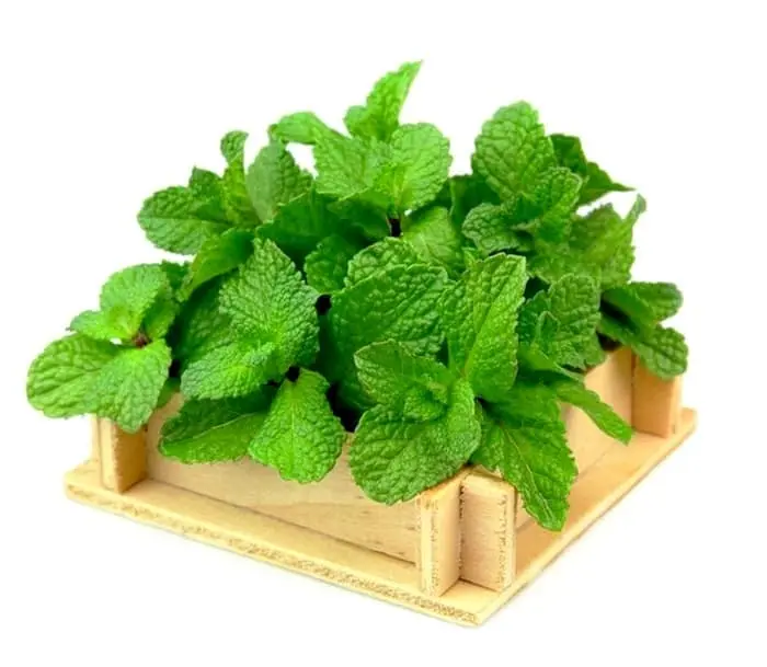 نعناع برای مو و پوست طرز تهیه آب نعناع