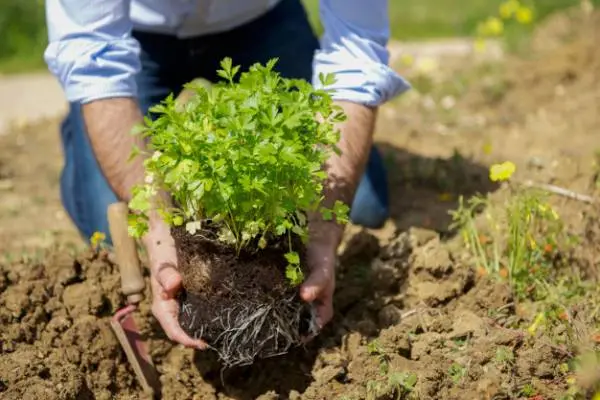 روش کاشت جعفری