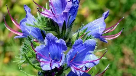 چگونه گل گاو زبان بکاریم, ویژگی های گل گاو زبان, نحوه کاشت گل گاو زبان