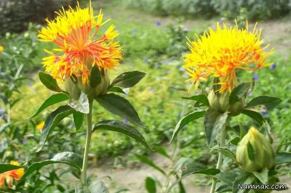 گیاه گلرنگ