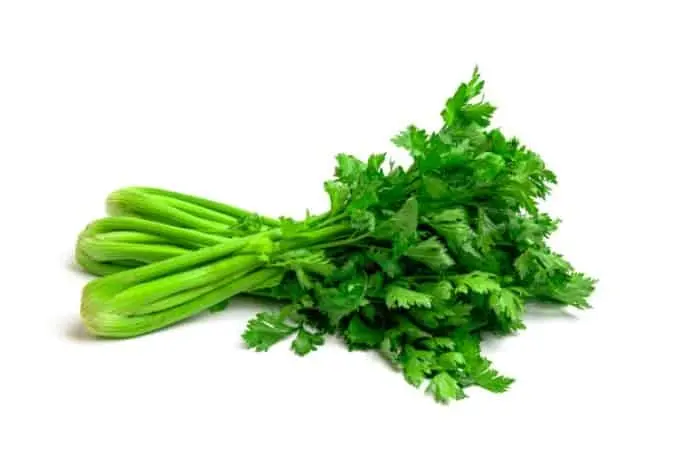 گیاه کرفس