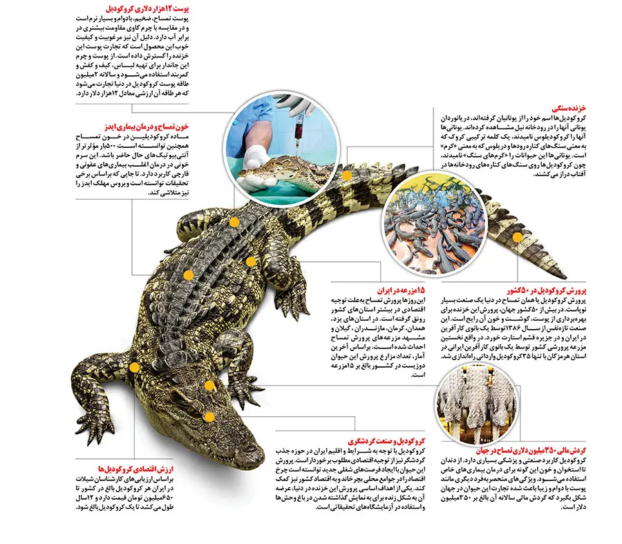 کروکودیل ۶۵۰ میلیون تومان! کروکودیل ۶۵۰ میلیون تومان!
