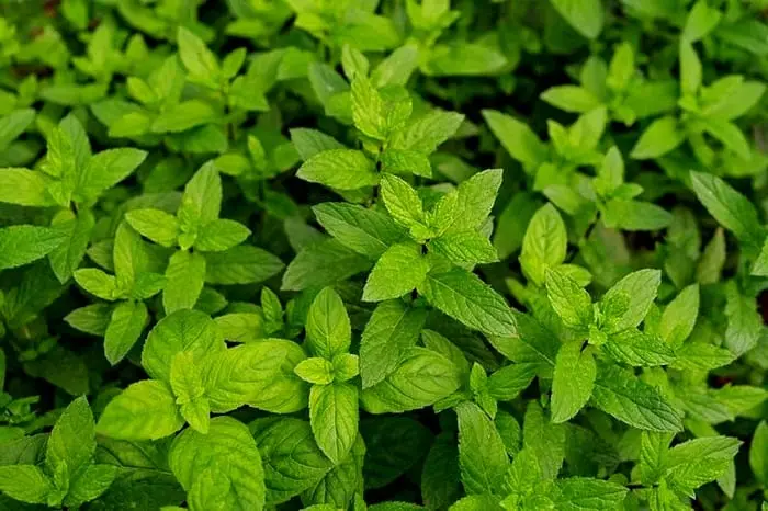 خواص پونه