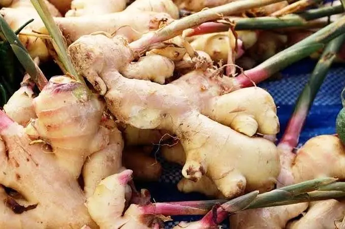پرورش زنجبیل