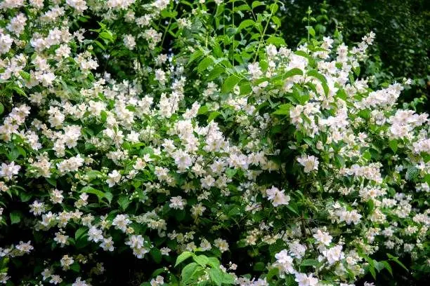 نحوه پرورش گل یاس رازقی کاشت گل یاس رازقی