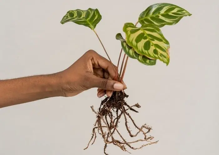 تکثیر گیاه طاووس پرورش گیاه کالاتیا