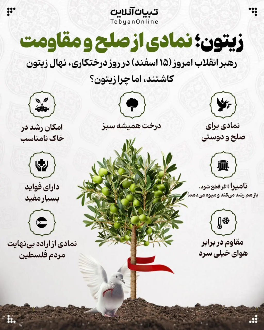 چرا رهبر انقلاب امروز نهال زیتون کاشتند؟ +اینفو