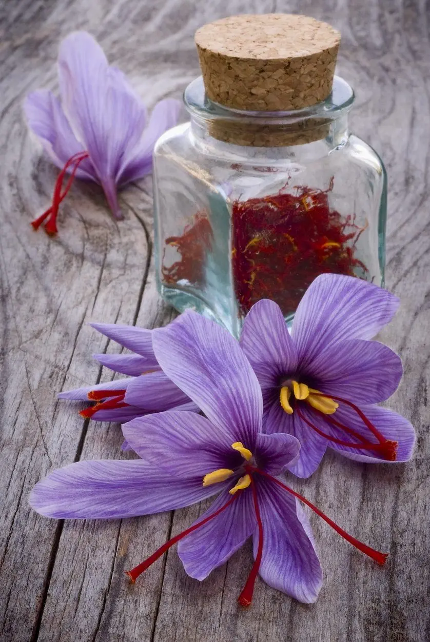 saffron (5)