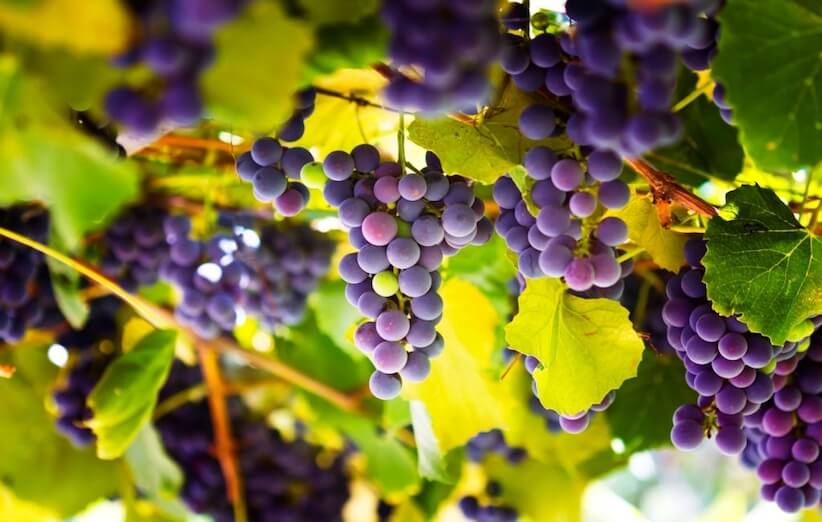 grape (1)