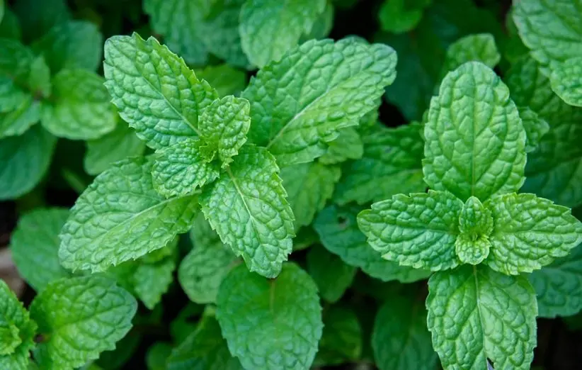 mint (2)