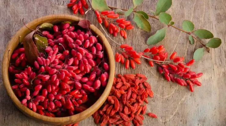 barberry (1)