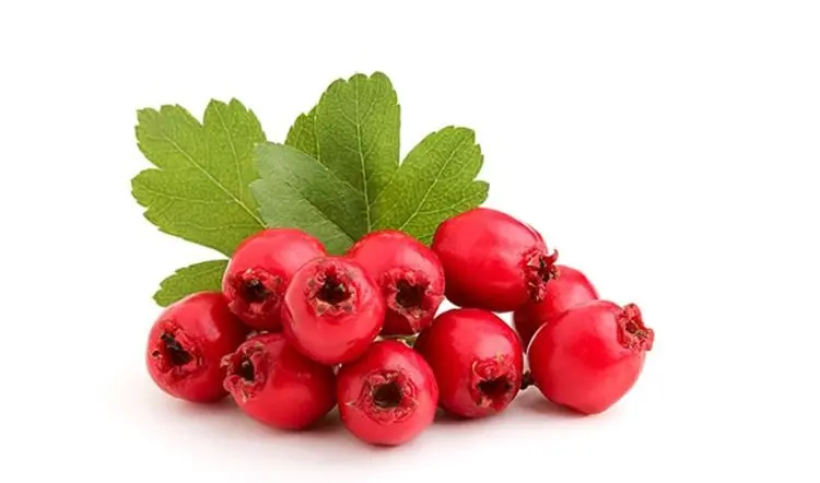 hawthorn (3)