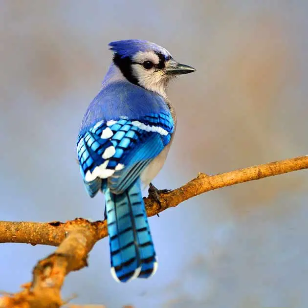 پرنده (2)
