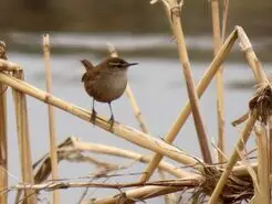 اصفهان، سرزمین پرندگان: از صفه تا ناژوان