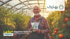 کود جلبک، کود آمینواسید، کود سه بیست و کود آهن چهار جنگجوی حرفه ای برای کشاورزان و تربیت شده توسط بهاران