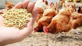 سقوط تولید اصفهان در کمین است؛ نهاده‌های دامی ۲ برابر گران‌تر از نرخ دولتی!