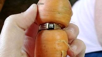 کشف حلقه گمشده پس از 13 سال دور یک هویج!