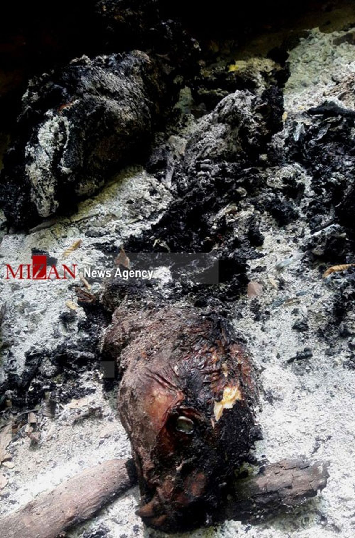 پیگیری حادثه سوزاندن یک پلنگ ماده در مازندران