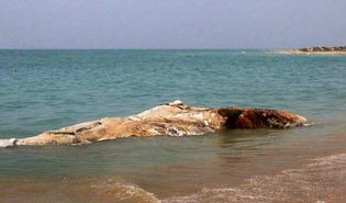 لاشه نهنگ ۱۰تنی در ساحل بندرلنگه